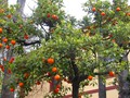 Alicante_orange_trees